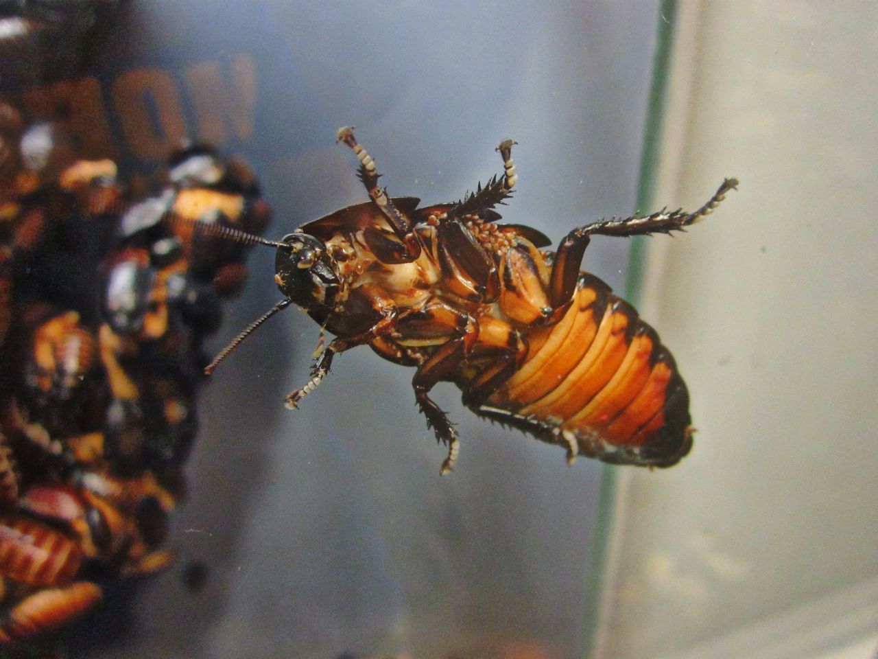 May 2013 - World of the Insect - Madagascar Hissing Cockroach