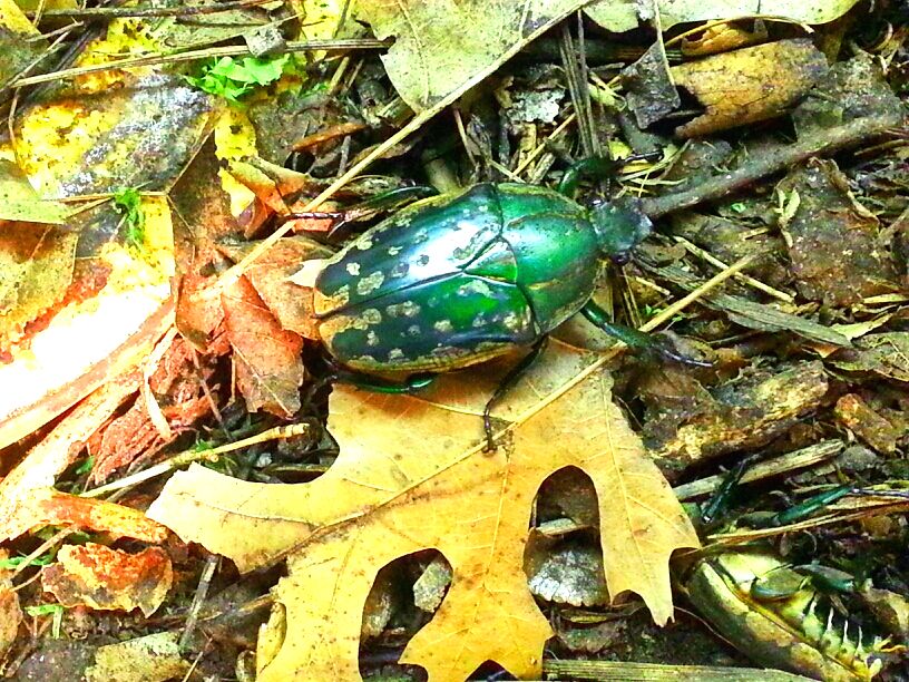 May 2013 - World of the Insect - Magnificent Flower Beetle
