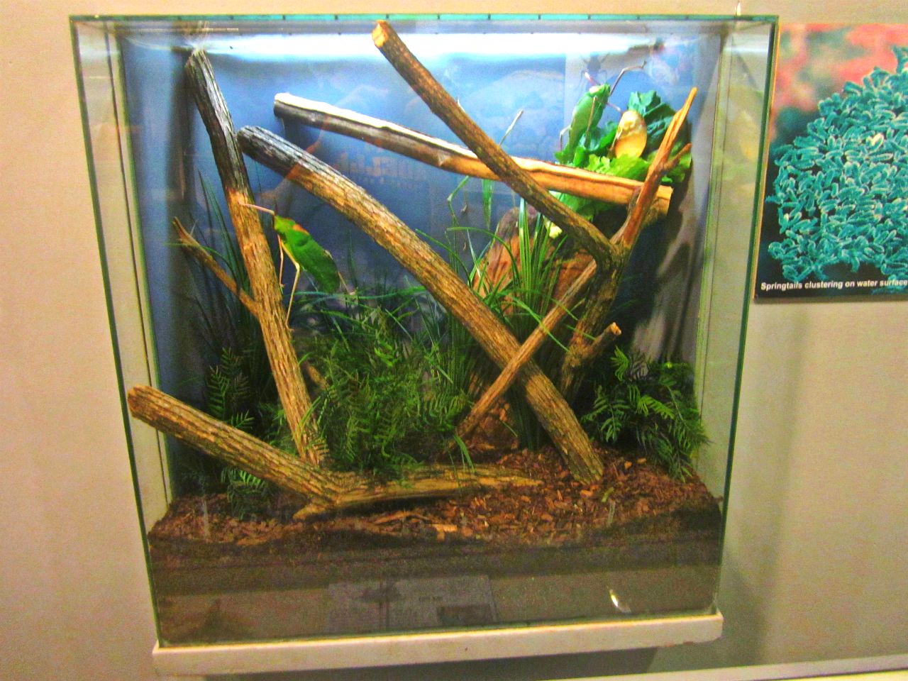 May 2013 - World of the Insect - Malayan Leaf Katydid Exhibit