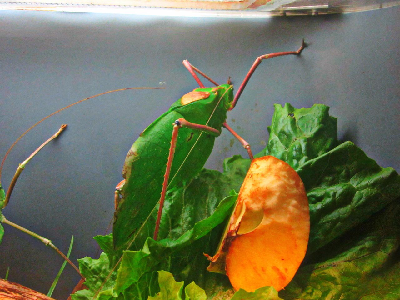 May 2013 - World of the Insect - Malayan Leaf Katydid