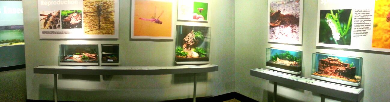 May. 2013 - World of the Insect - Success of the Insect