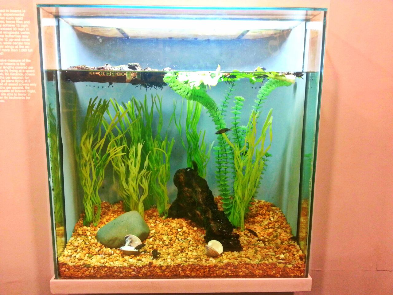 May. 2013 - World of the Insect - Water Scavenger Beetle Tank