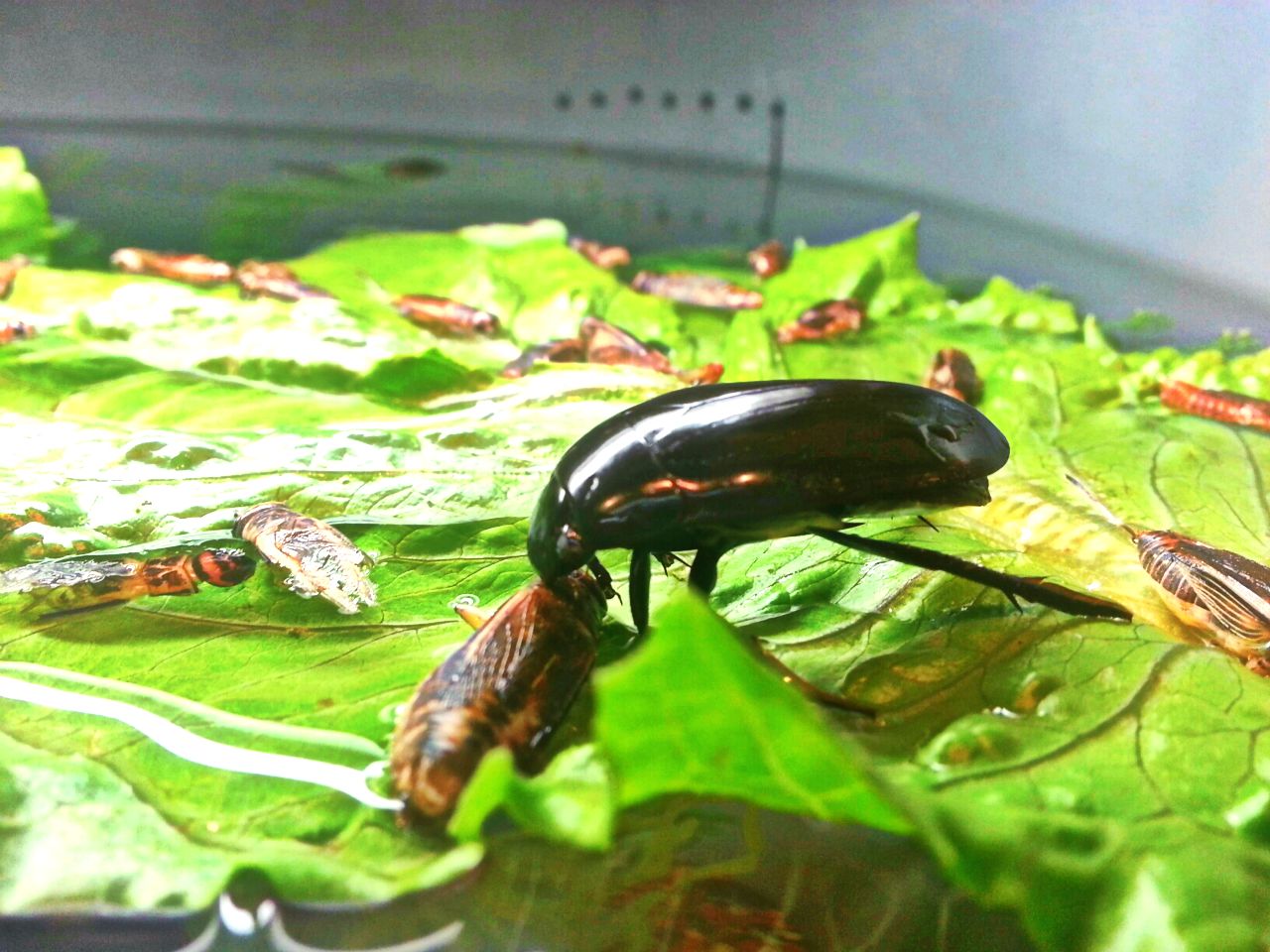 May. 2013 - World of the Insect - Water Scavenger Beetle