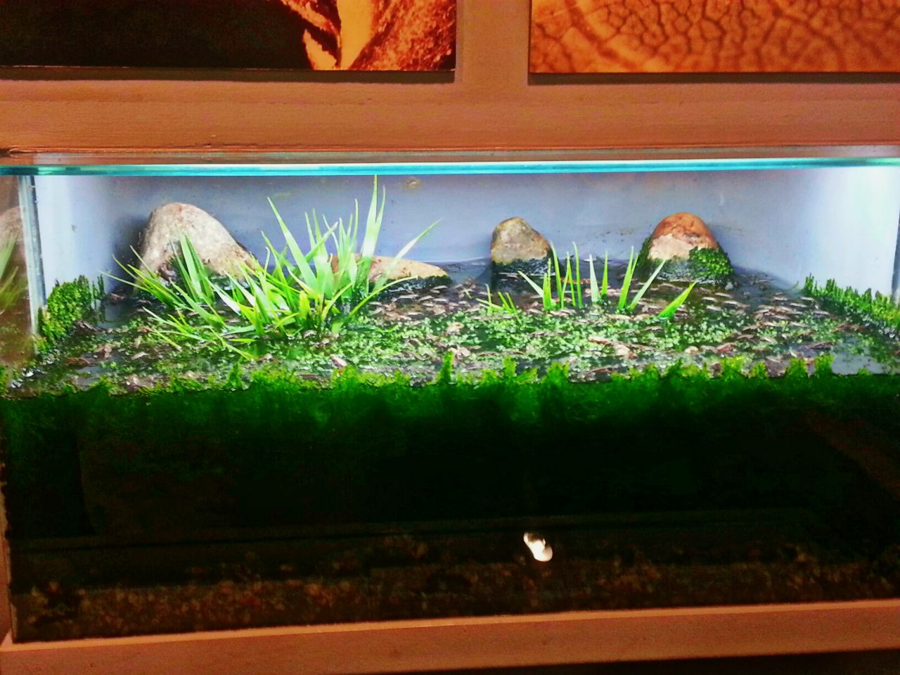 May. 2013 - World of the Insect - Water Strider Tank