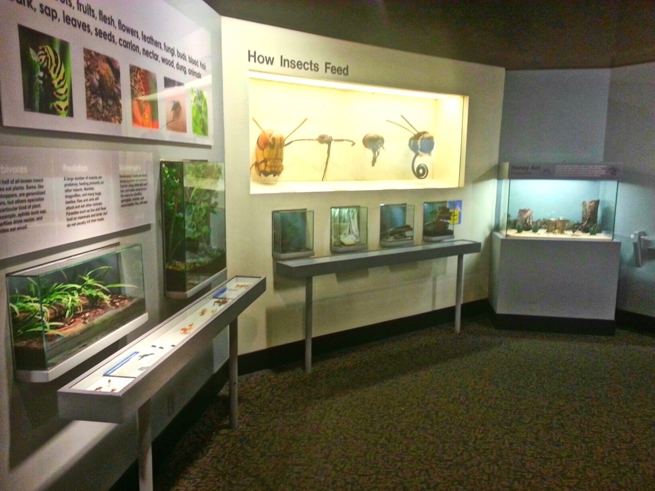 May 2013 - World of the Insect - What Insects Eat