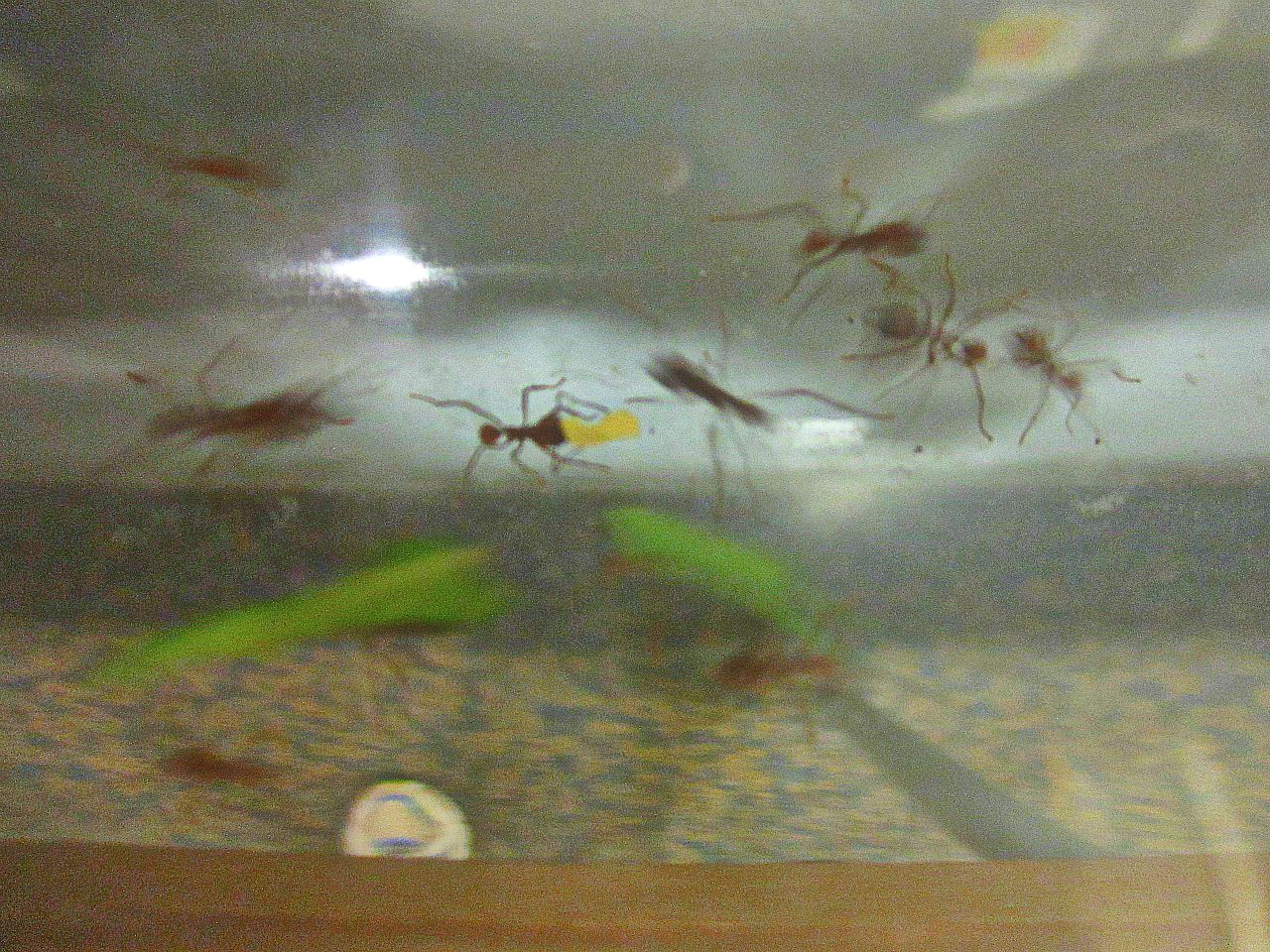 May 2013 - World of the Insect - Working Leaf-cutter Ants