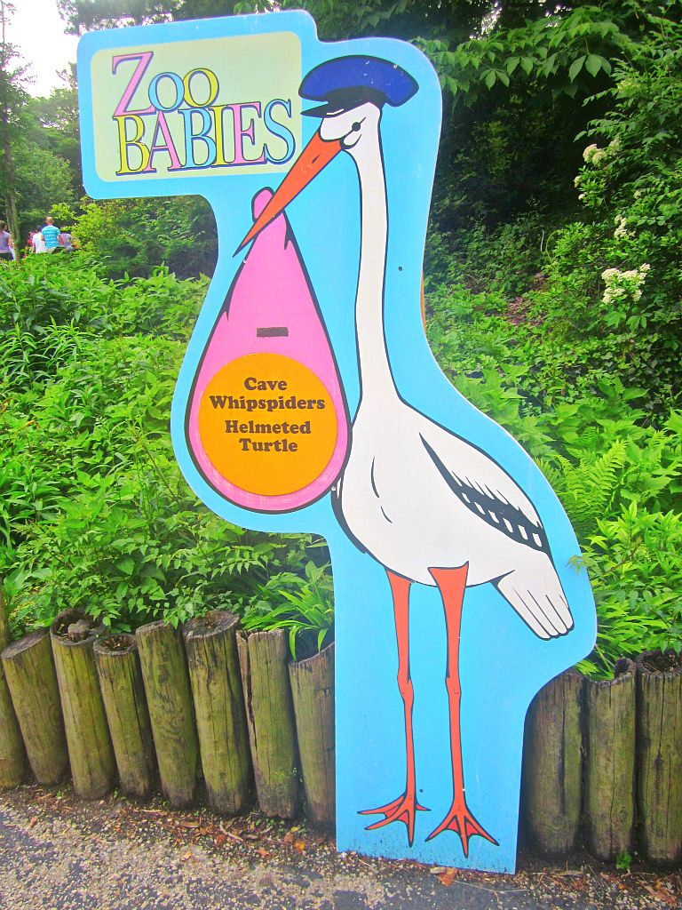 May 2013 - World of the Insect - Zoo Babies - Cave Whip Spiders + African H