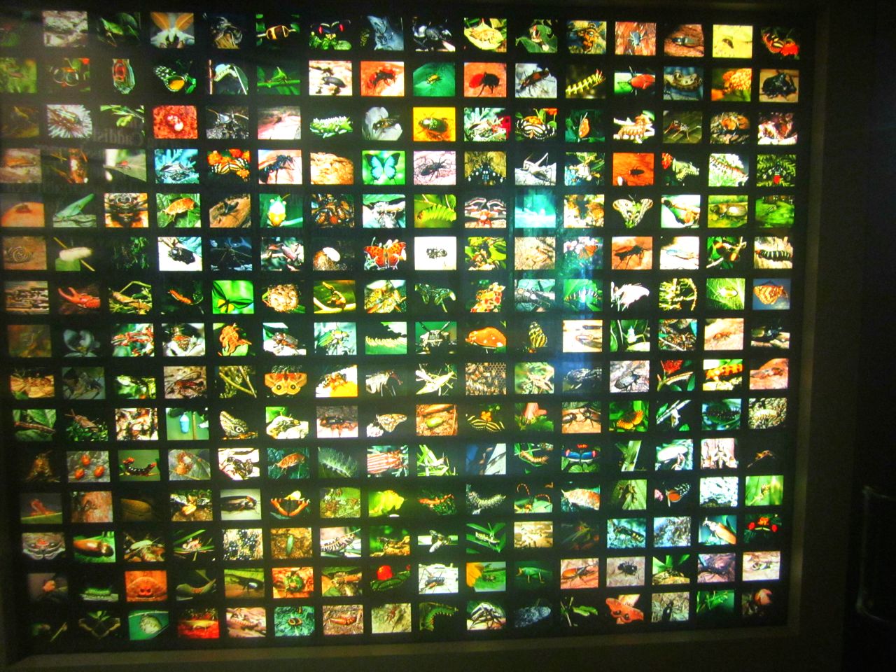 May 2013 - World of the Insect