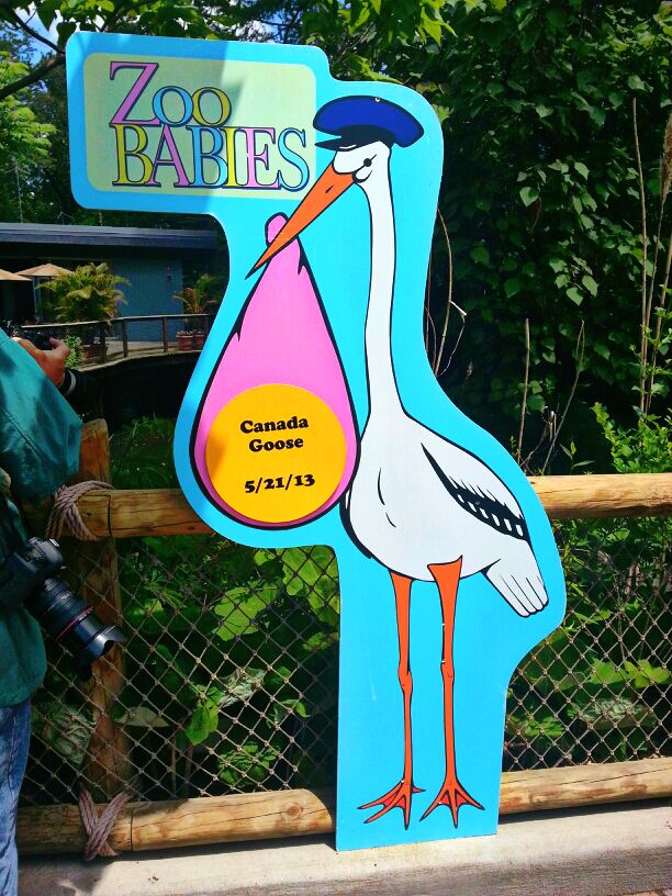 May 2013 - Zoo Babies - Canada Goose