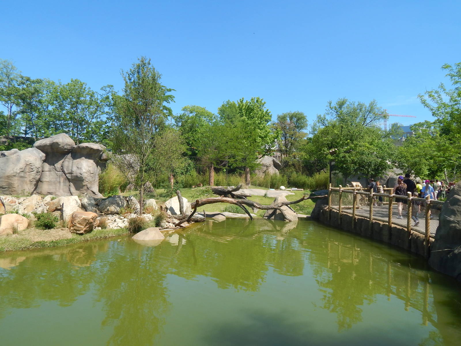 May. 2014 - Africa - Watering Hole + Lion Exhibit
