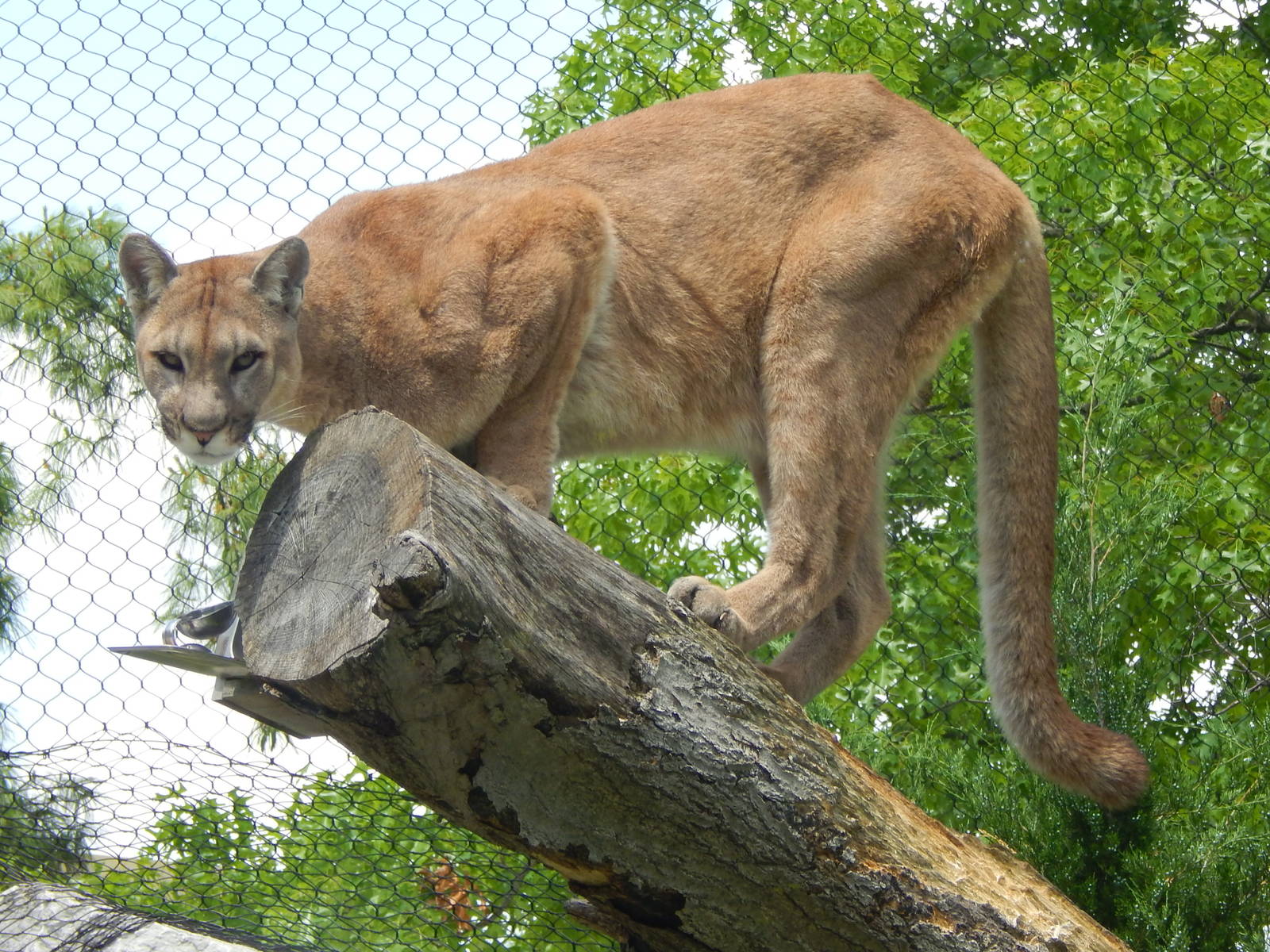 May. 2014 - Cat Canyon - Tecumseh