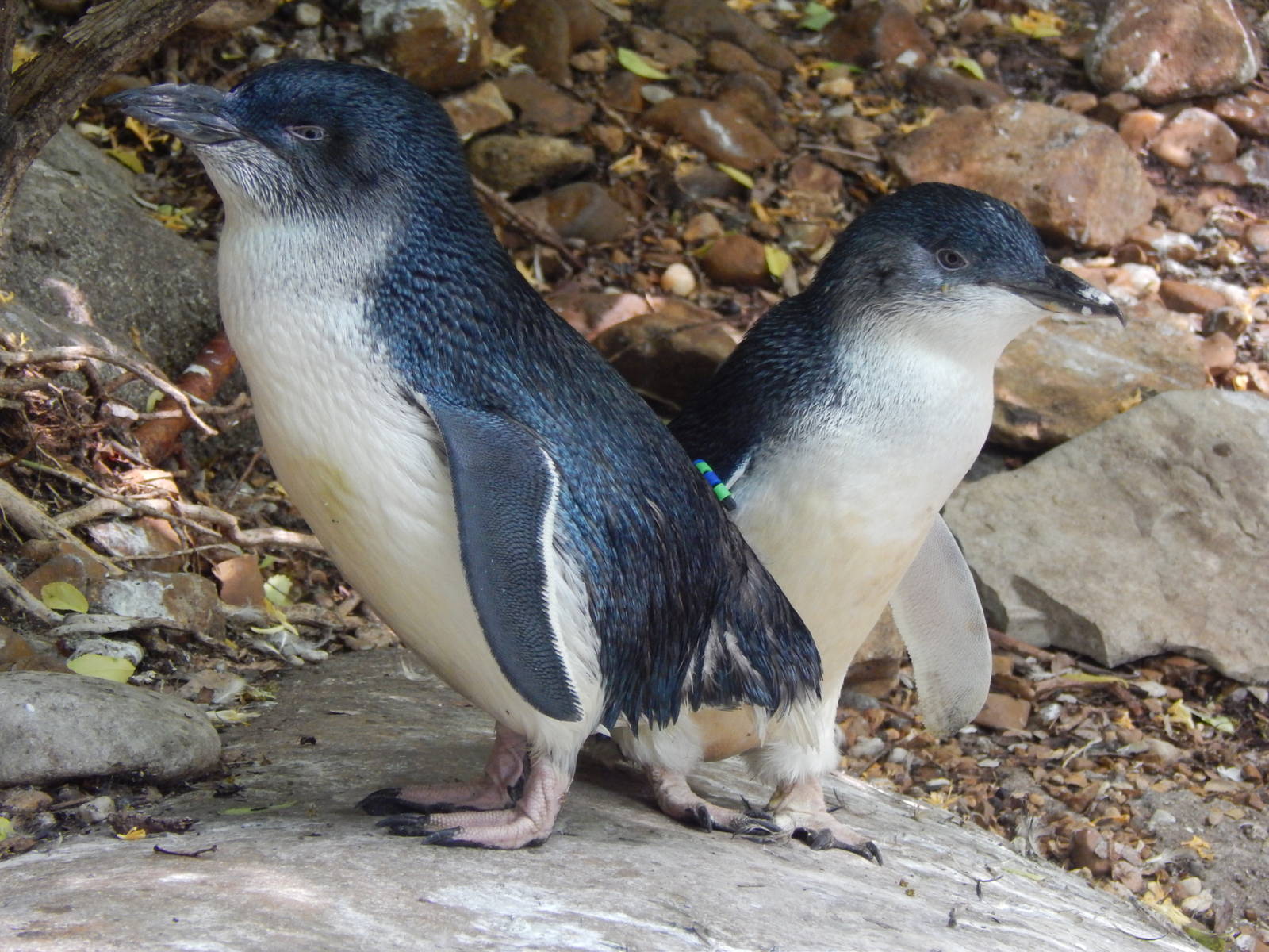 May. 2014 - Childrens Zoo - Little Penguins