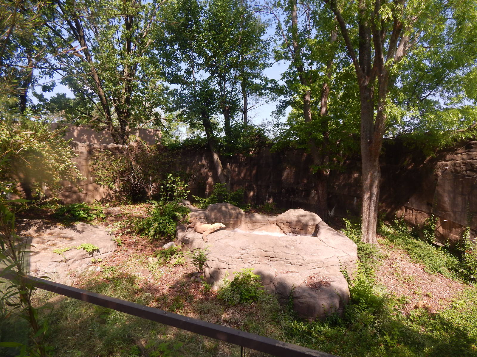 May. 2014 - Dragons! - Komodo Dragon Outdoor Exhibit