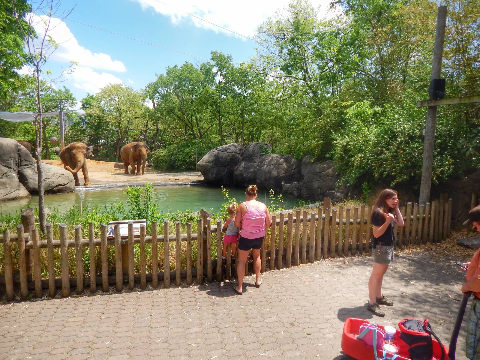 May 2014 - Elephant Reserve - Female Yard Pool Viewing