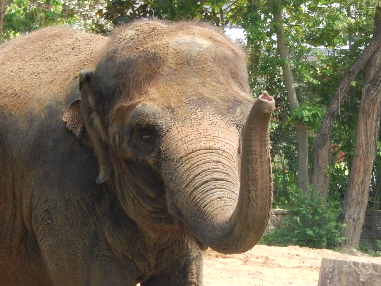 May. 2014 - Elephant Reserve (Jati) - Hi There!