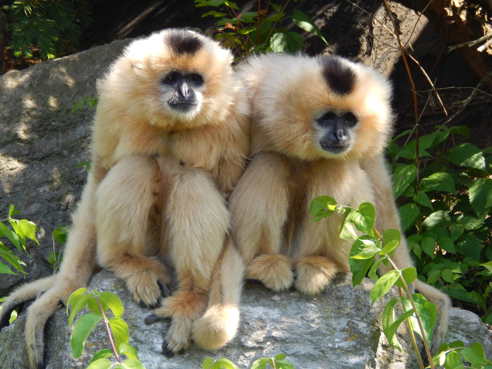 May. 2014 - Gibbon Islands - Buff-cheeked Gibbons