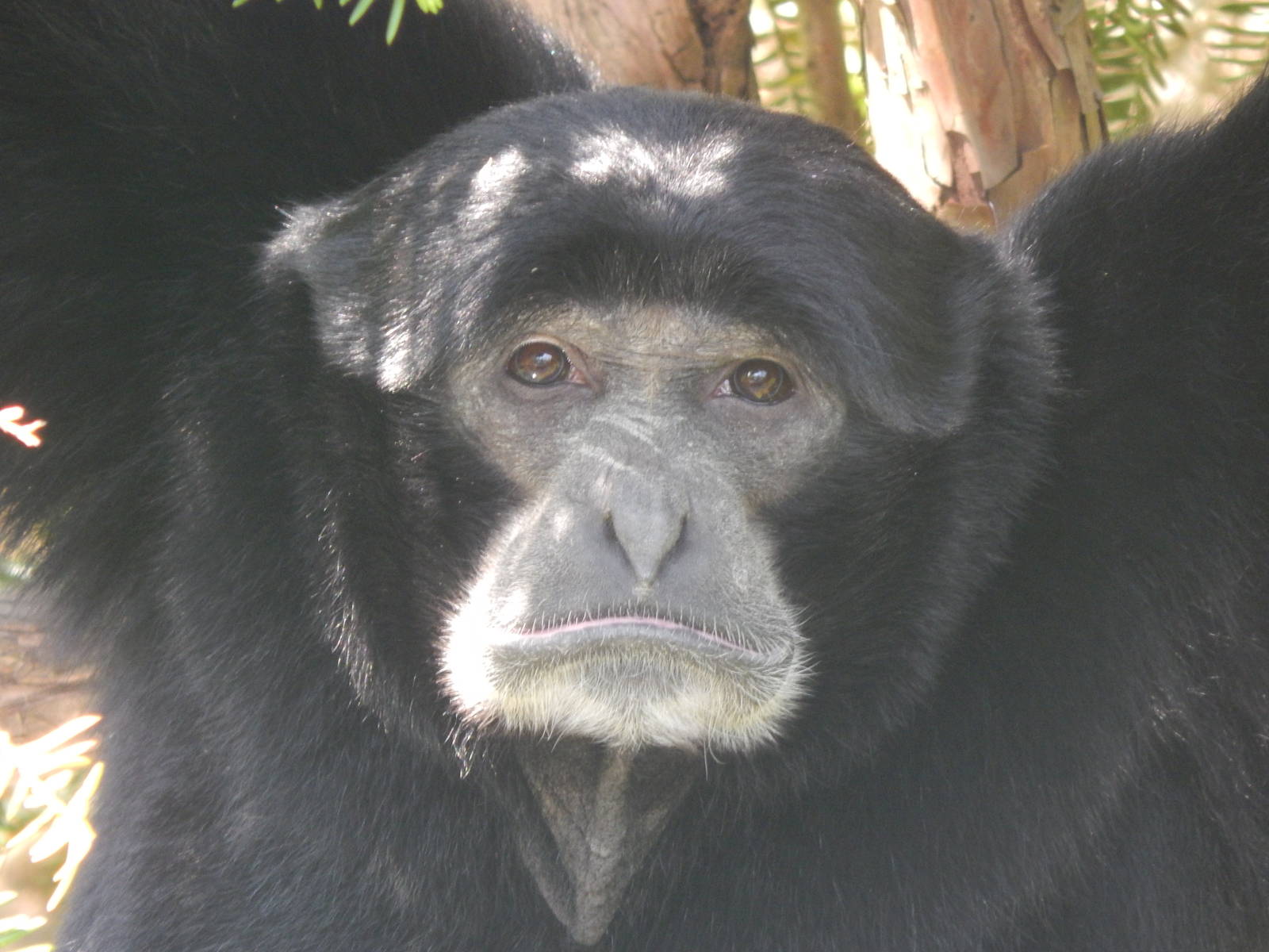 May. 2014 - Gibbon Islands - Siamang