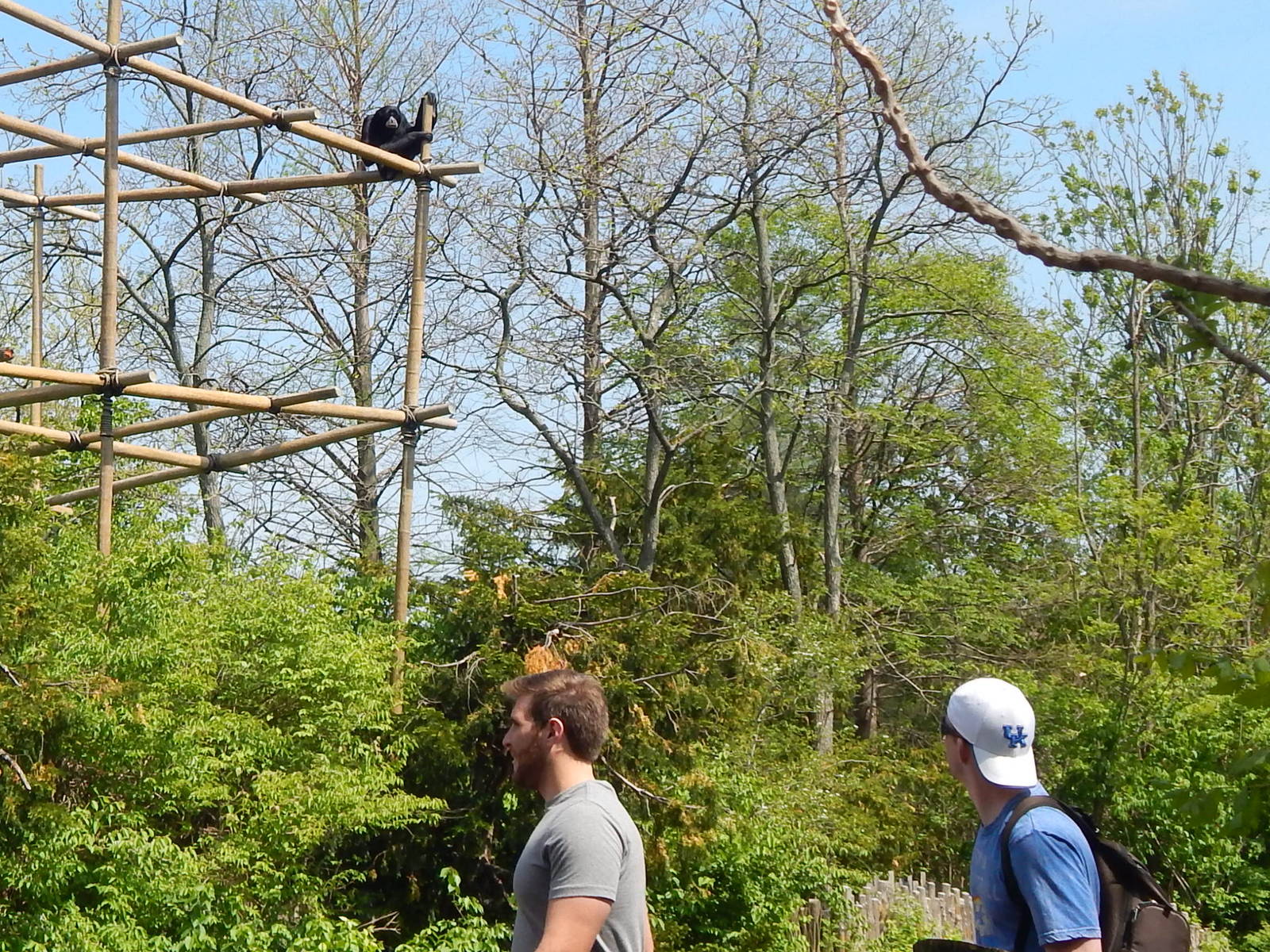 May. 2014 - Gibbon Islands - Viewing a Siamang