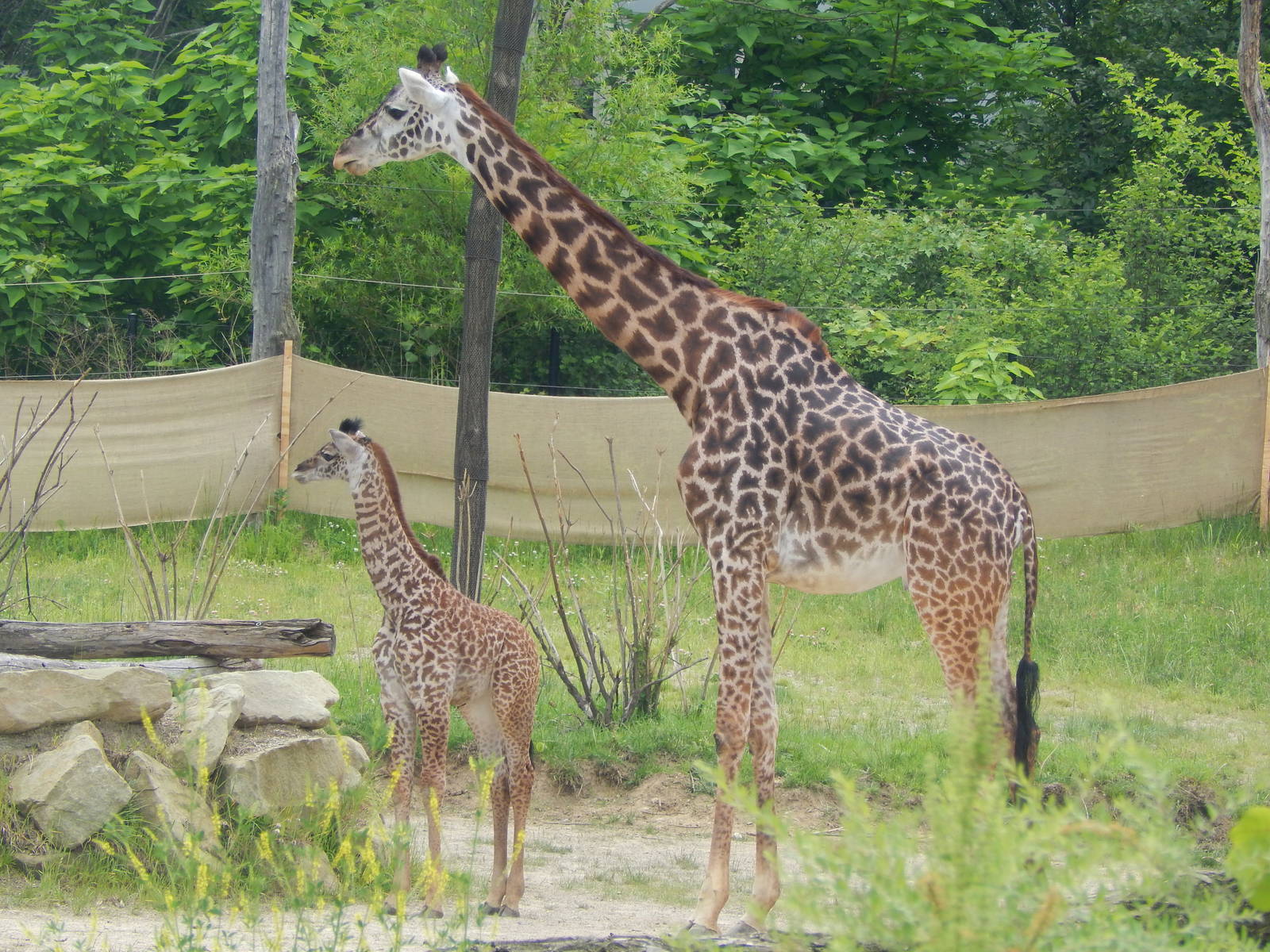 May. 2014 - Giraffe Ridge - Nasha + Tessa