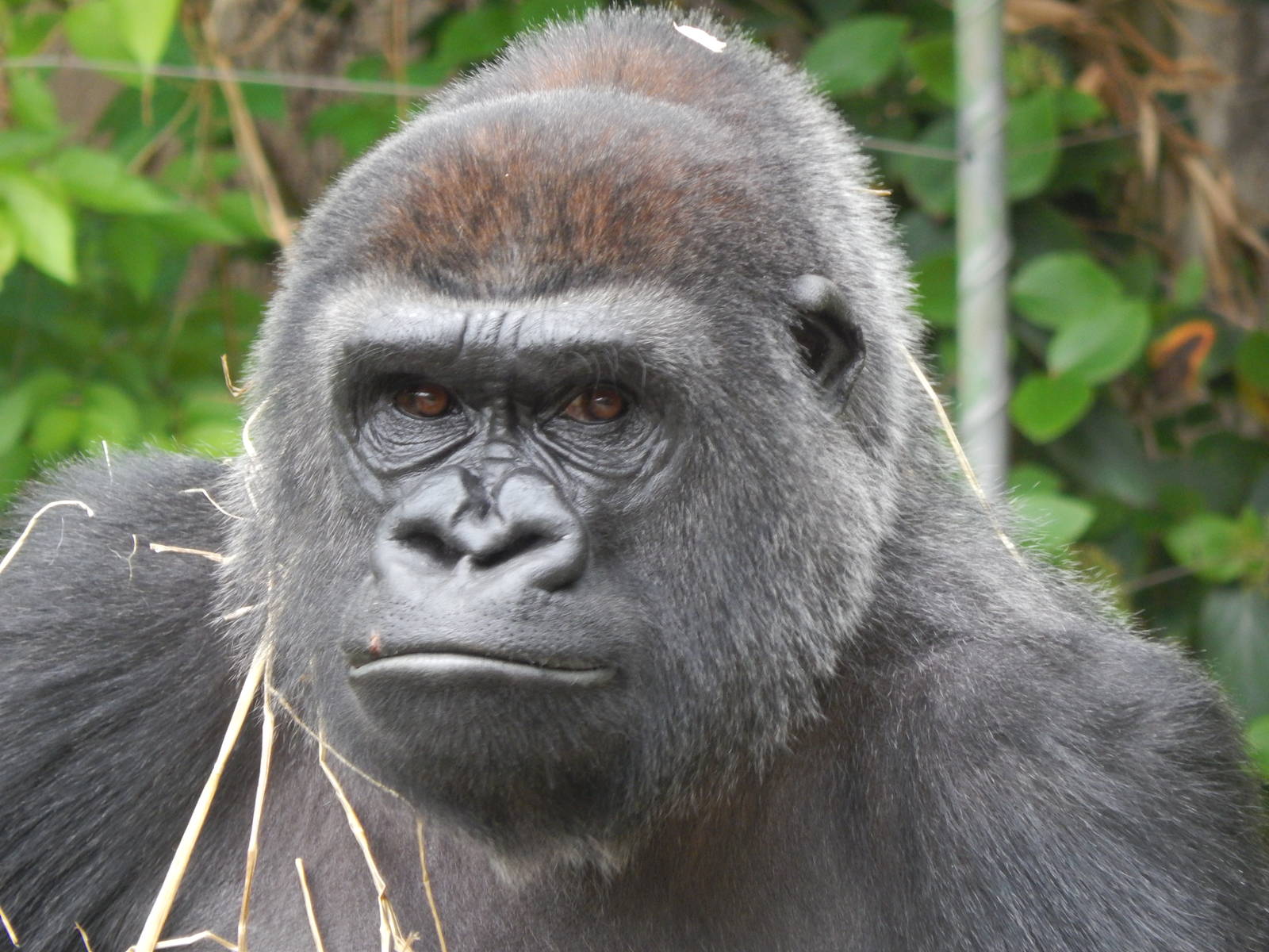 May. 2014 - Gorilla World - Mara