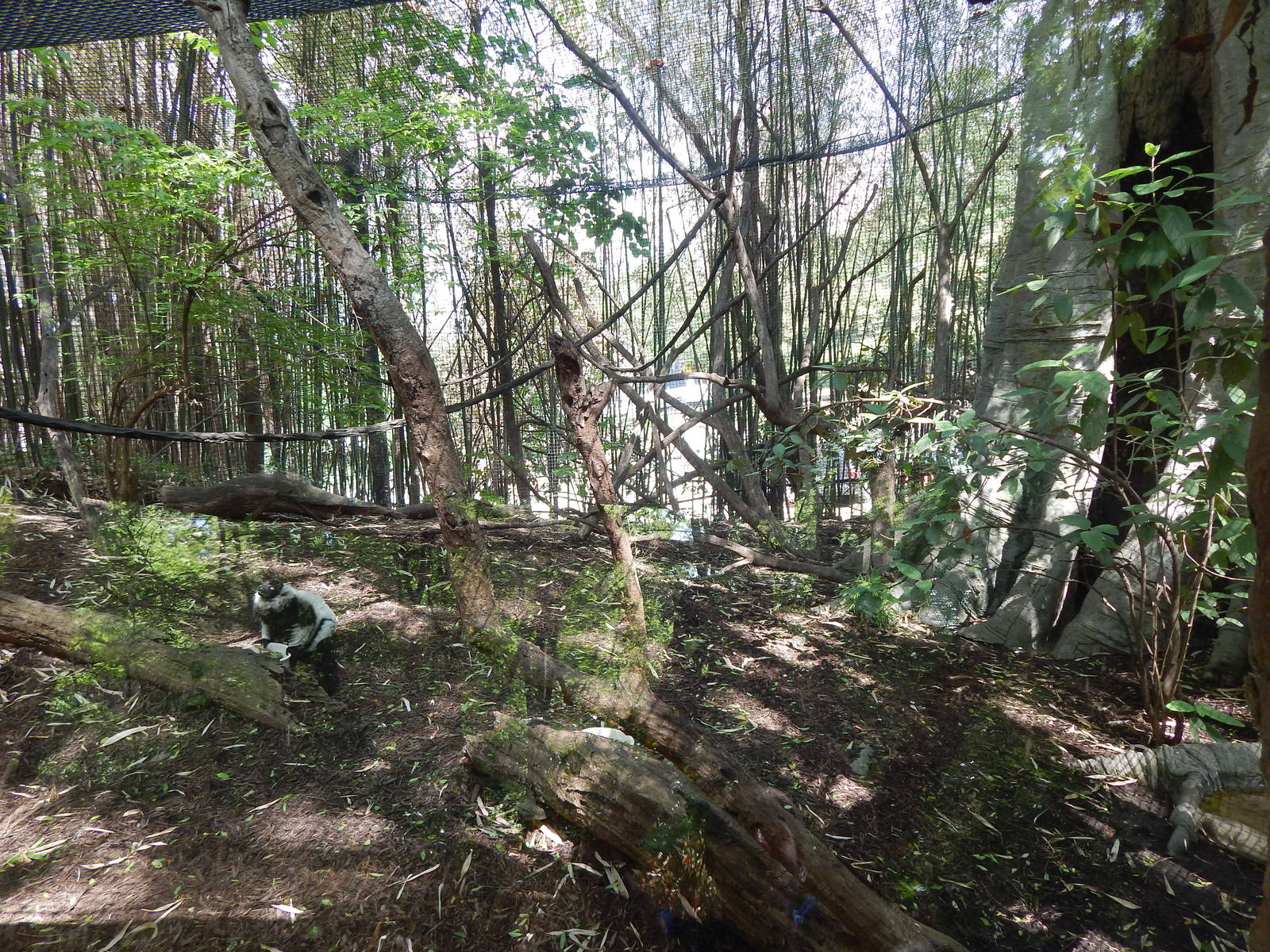 May. 2014 - Jungle Trails - Black-and-white Ruffed Lemur Exhibit