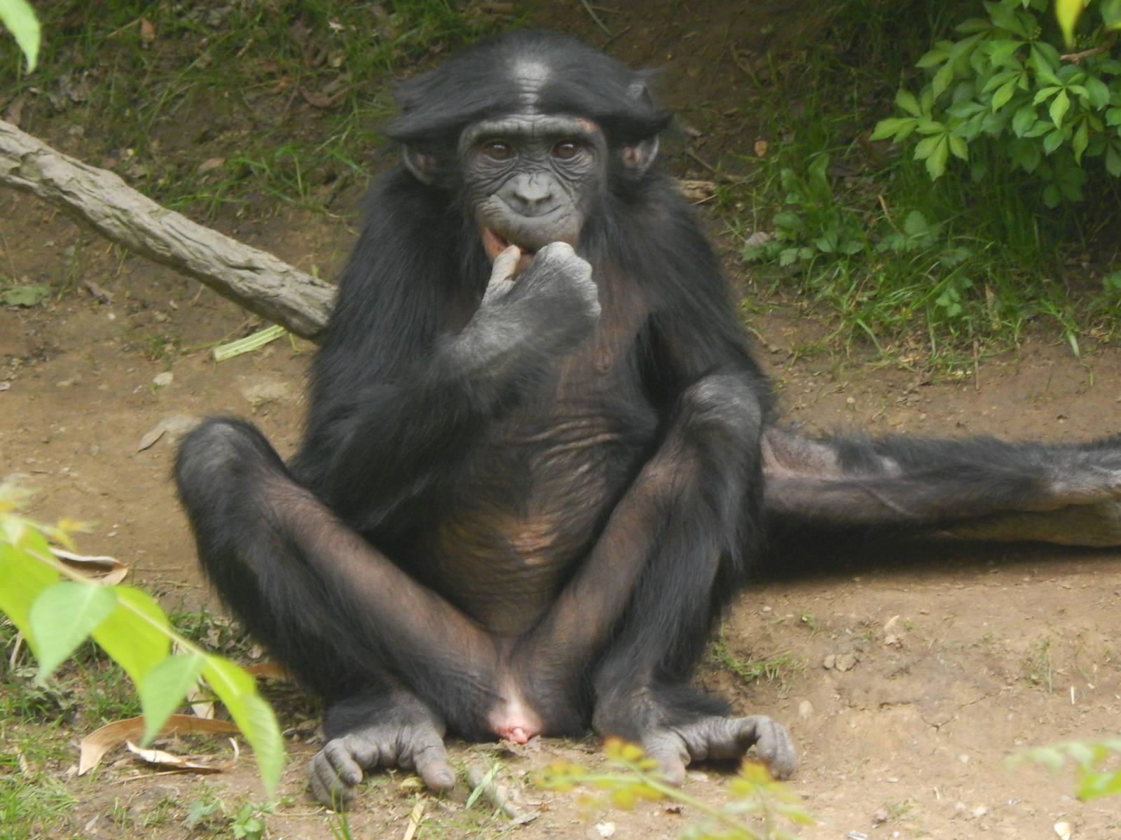 May. 2014 - Jungle Trails - Bonobo