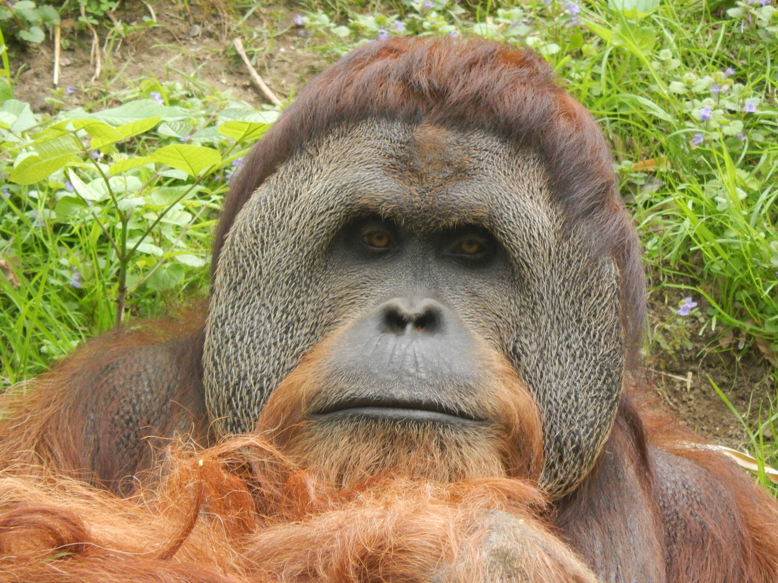 May. 2014 - Jungle Trails - Henry