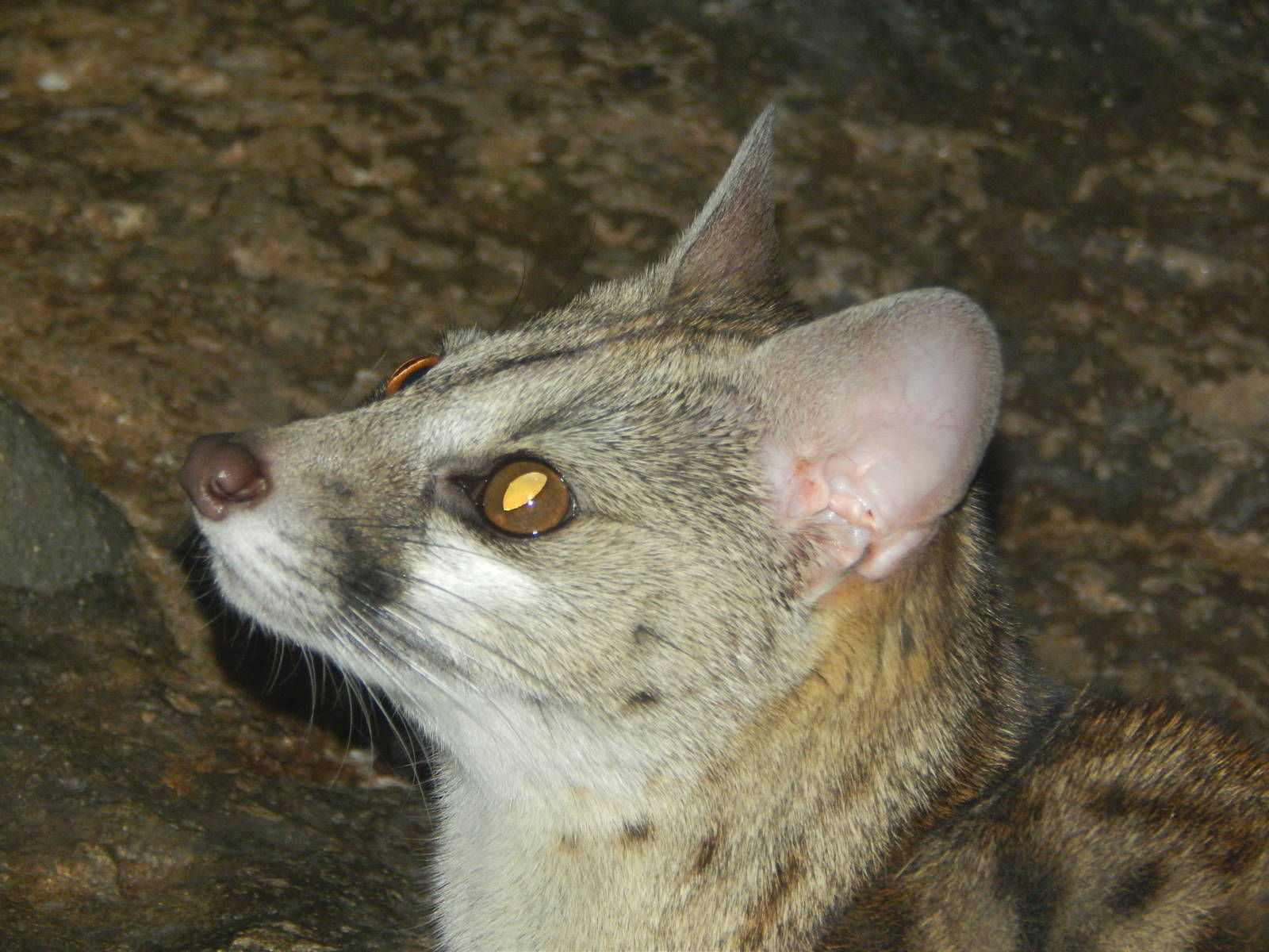 May. 2014 - Jungle Trails - Large-spotted Genet