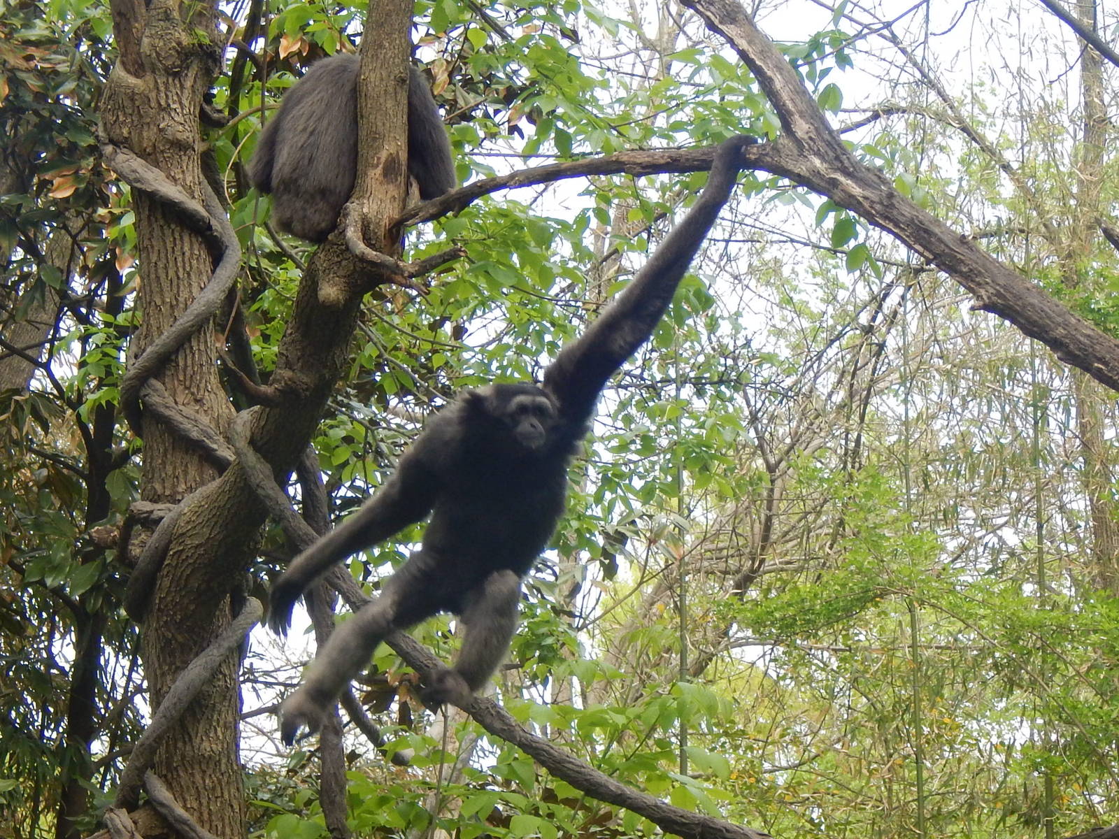 May. 2014 - Jungle Trails - Mueller's Gibbon