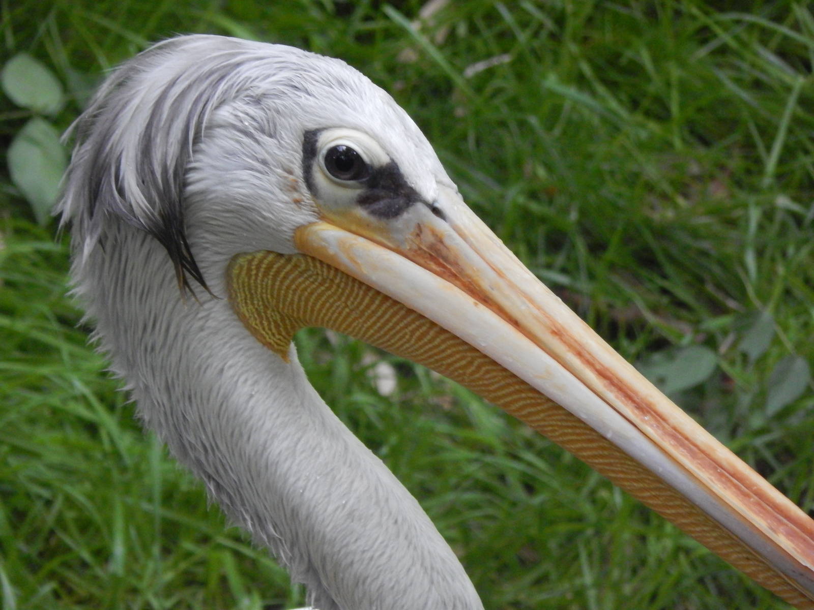 May. 2014 - Jungle Trails - Pink-backed Pelican