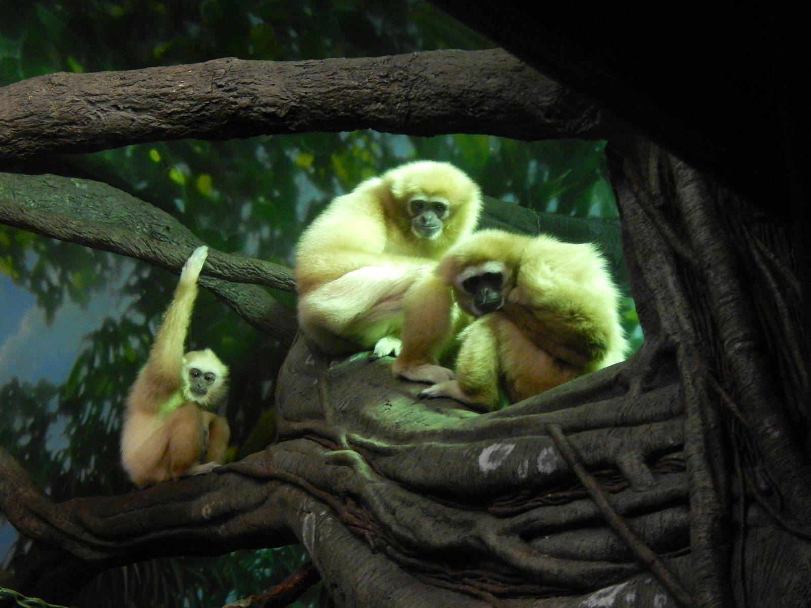 May. 2014 - Jungle Trails - Possum + Connie + Hosen (White-handed Gibbons)