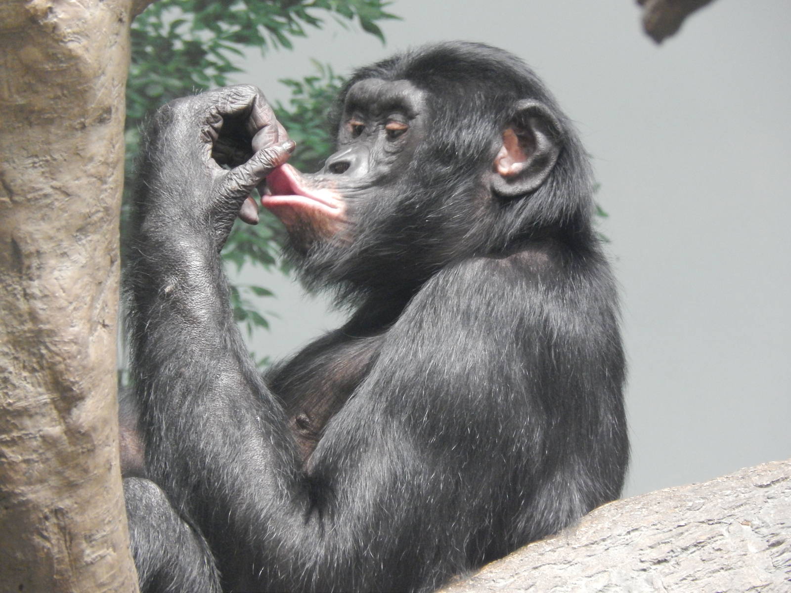 May. 2014 - Jungle Trails - Vernon (Bonobo)