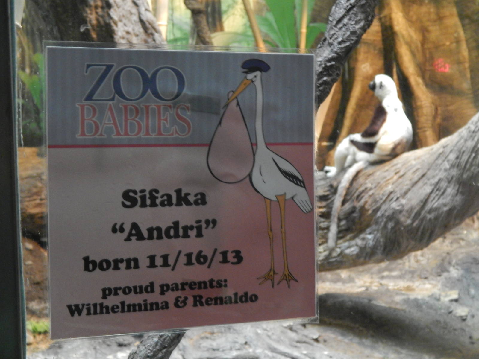 May. 2014 - Jungle Trails - Zoo Babies Sign for Sifakas