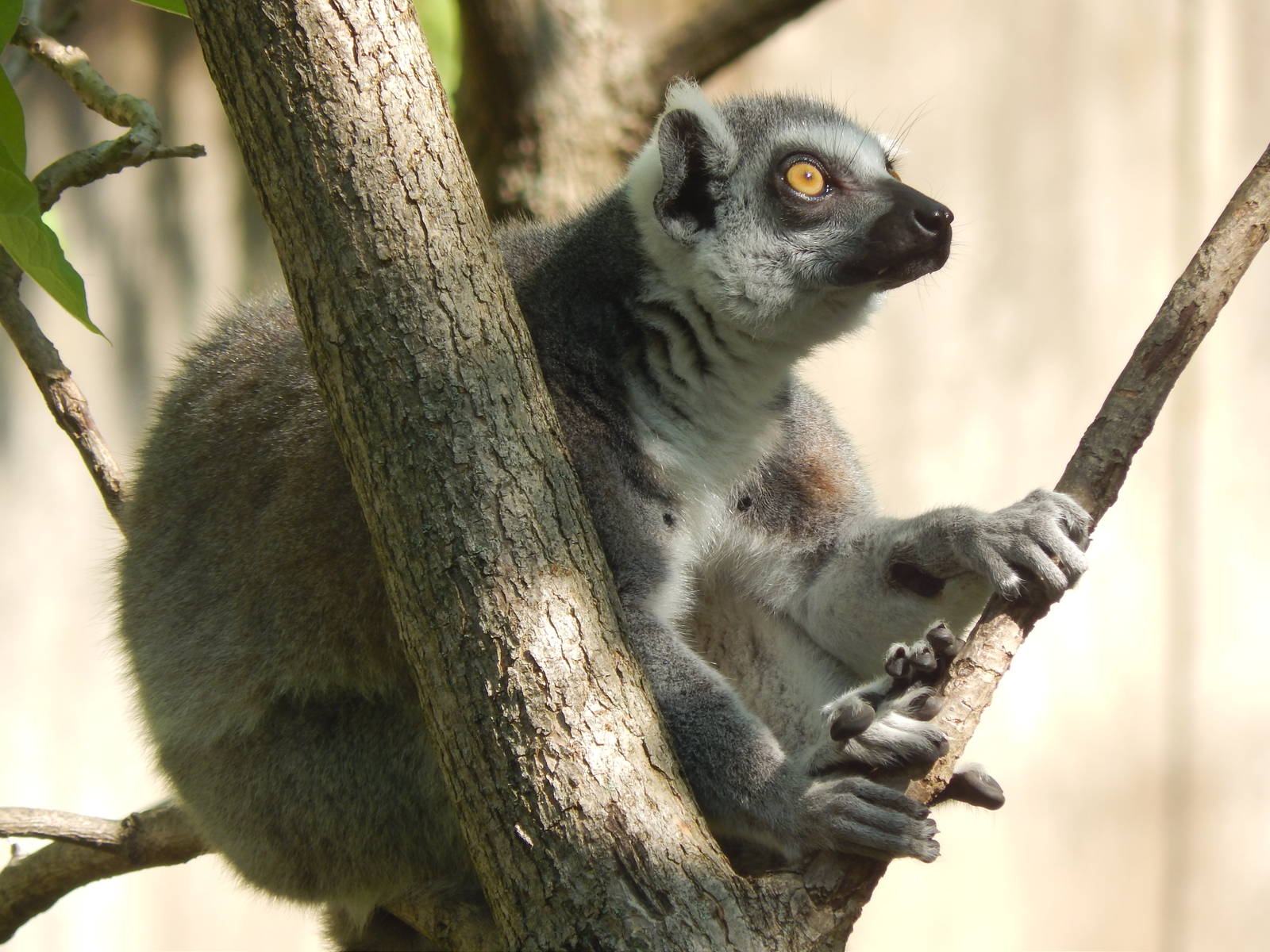 May. 2014 - Lemur Lookout - Ring-tailed Lemur