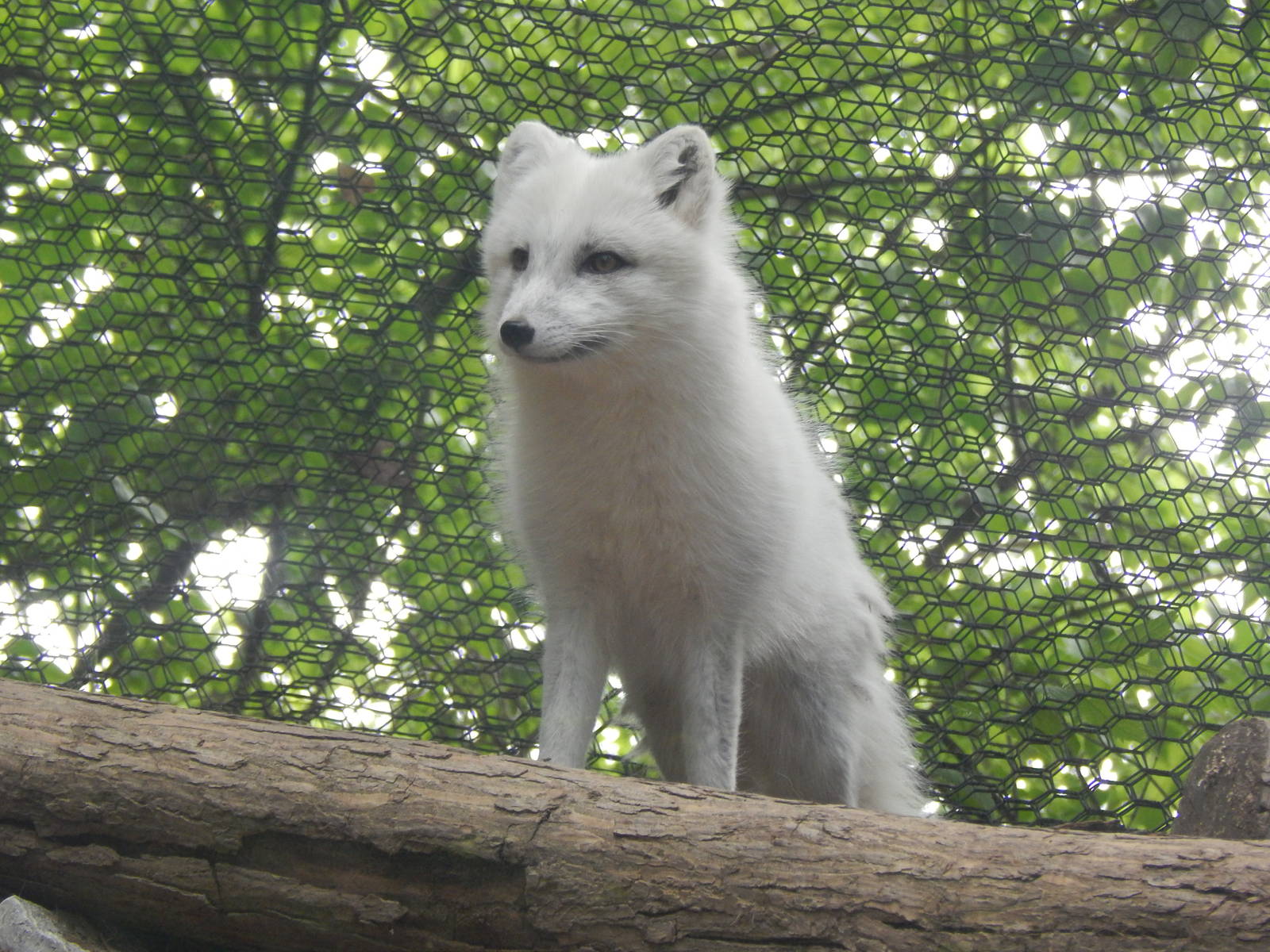 May. 2014 - Lords of the Arctic - Arctic Fox