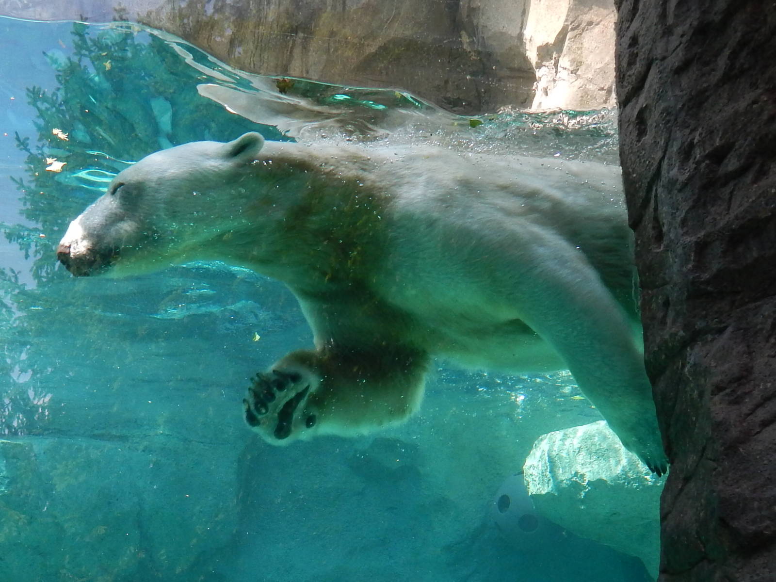 May. 2014 - Lords of the Arctic - Little One