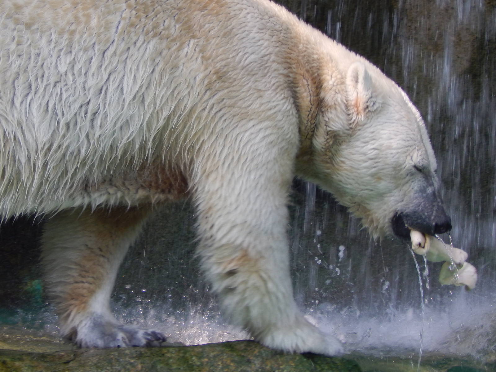 May. 2014 - Lords of the Arctic - Little One