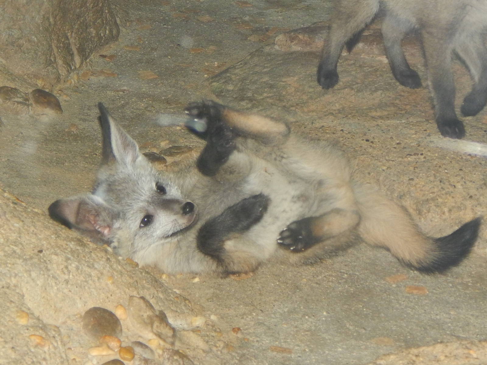 May. 2014 - Night Hunters - Bat-eared Fox Kit