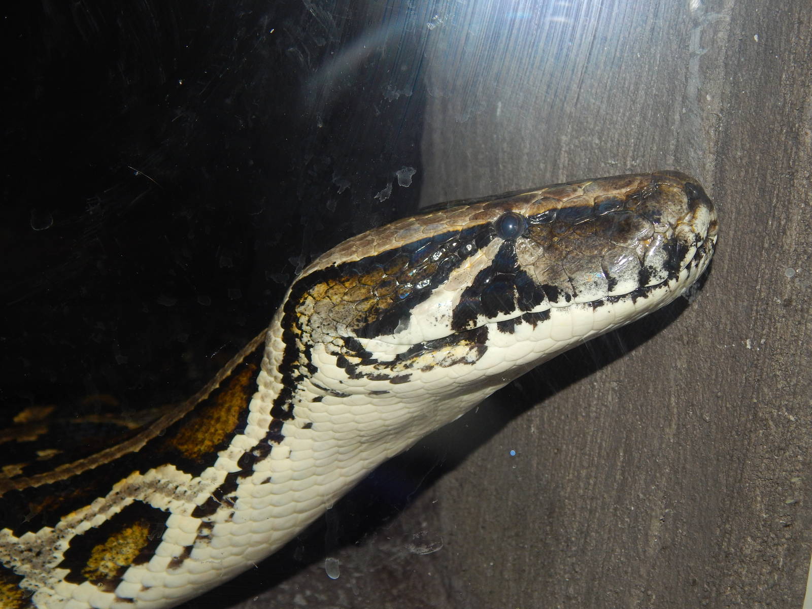 May. 2014 - Night Hunters - Burmese Python Named Nagini