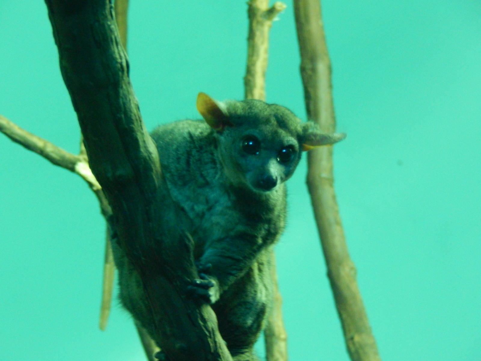 May. 2014 - Night Hunters - Garnett's Galago