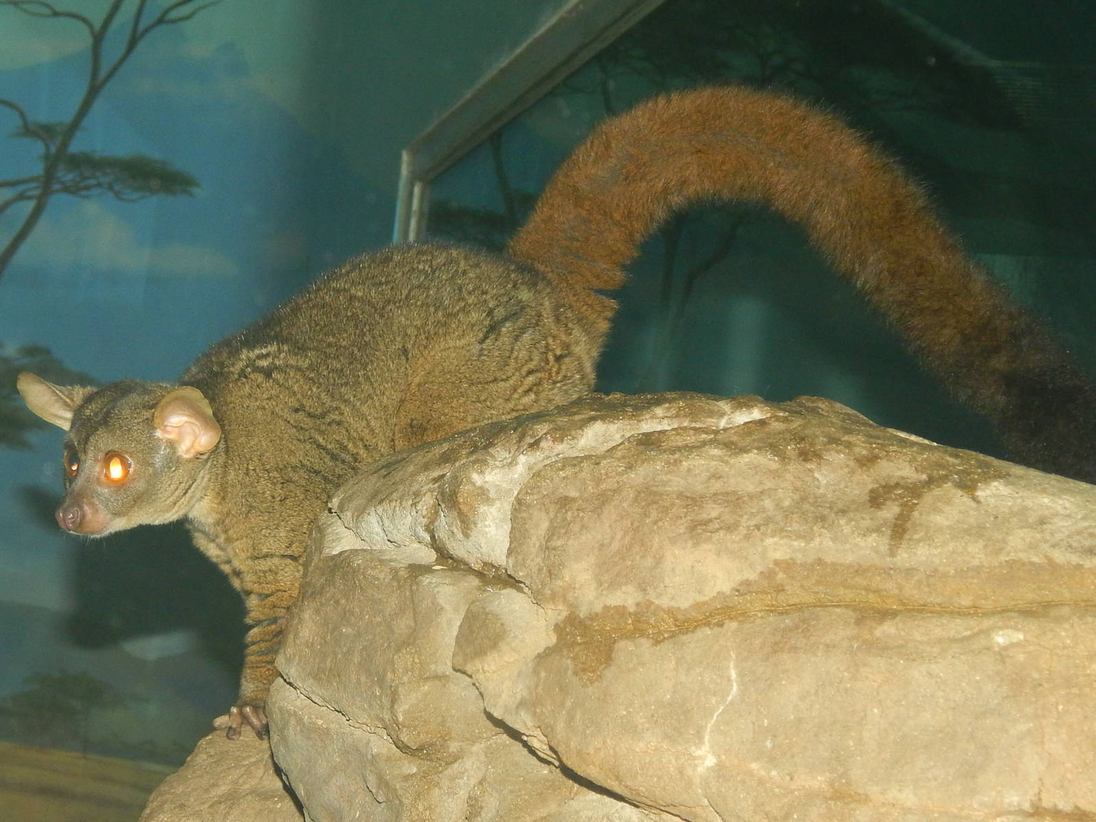 May. 2014 - Night Hunters - Greater Bushbaby