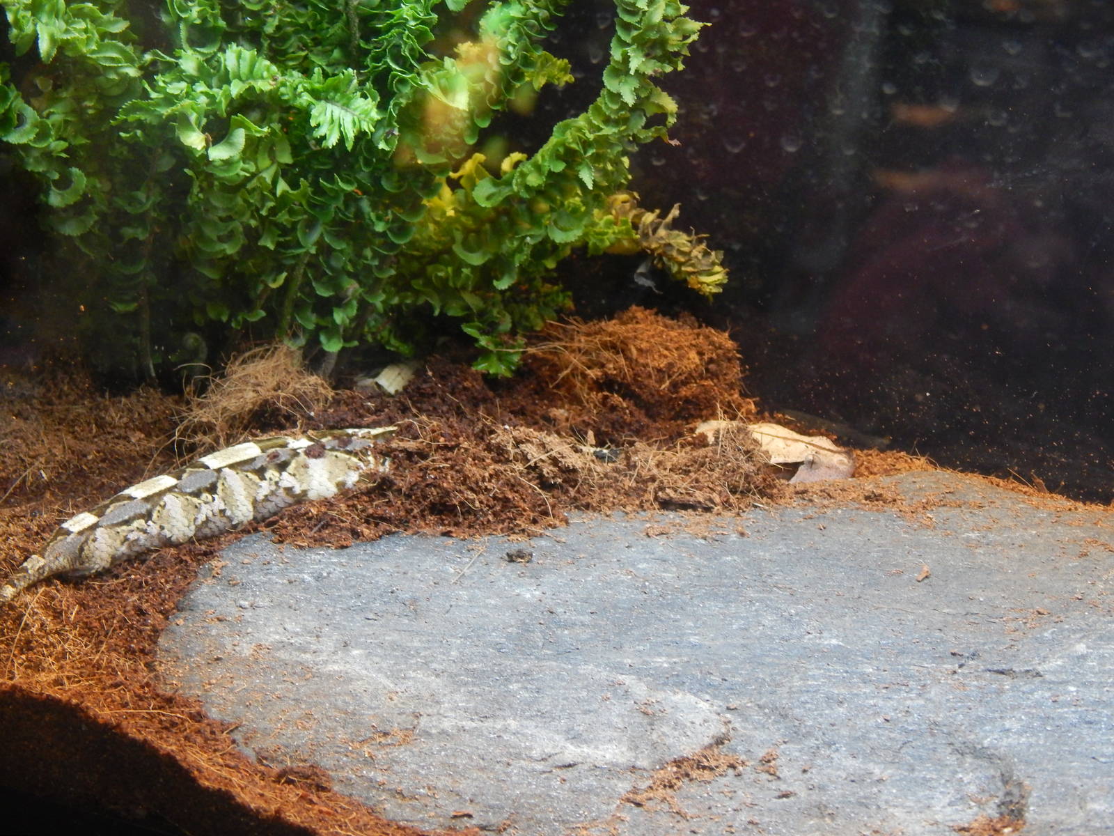 May. 2014 - Reptile House - Juvenile Gaboon Viper