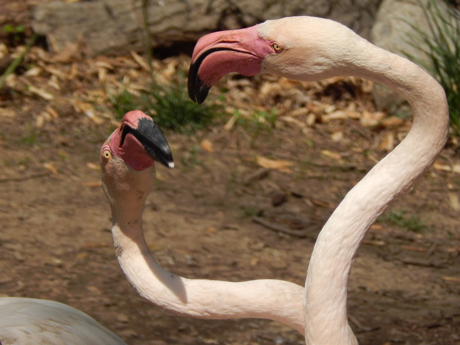 May. 2014 - Rhino Reserve - Greater Flamingo Confrontation