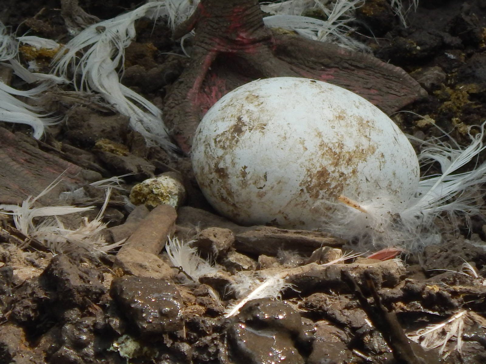 May. 2014 - Rhino Reserve - Greater Flamingo Egg