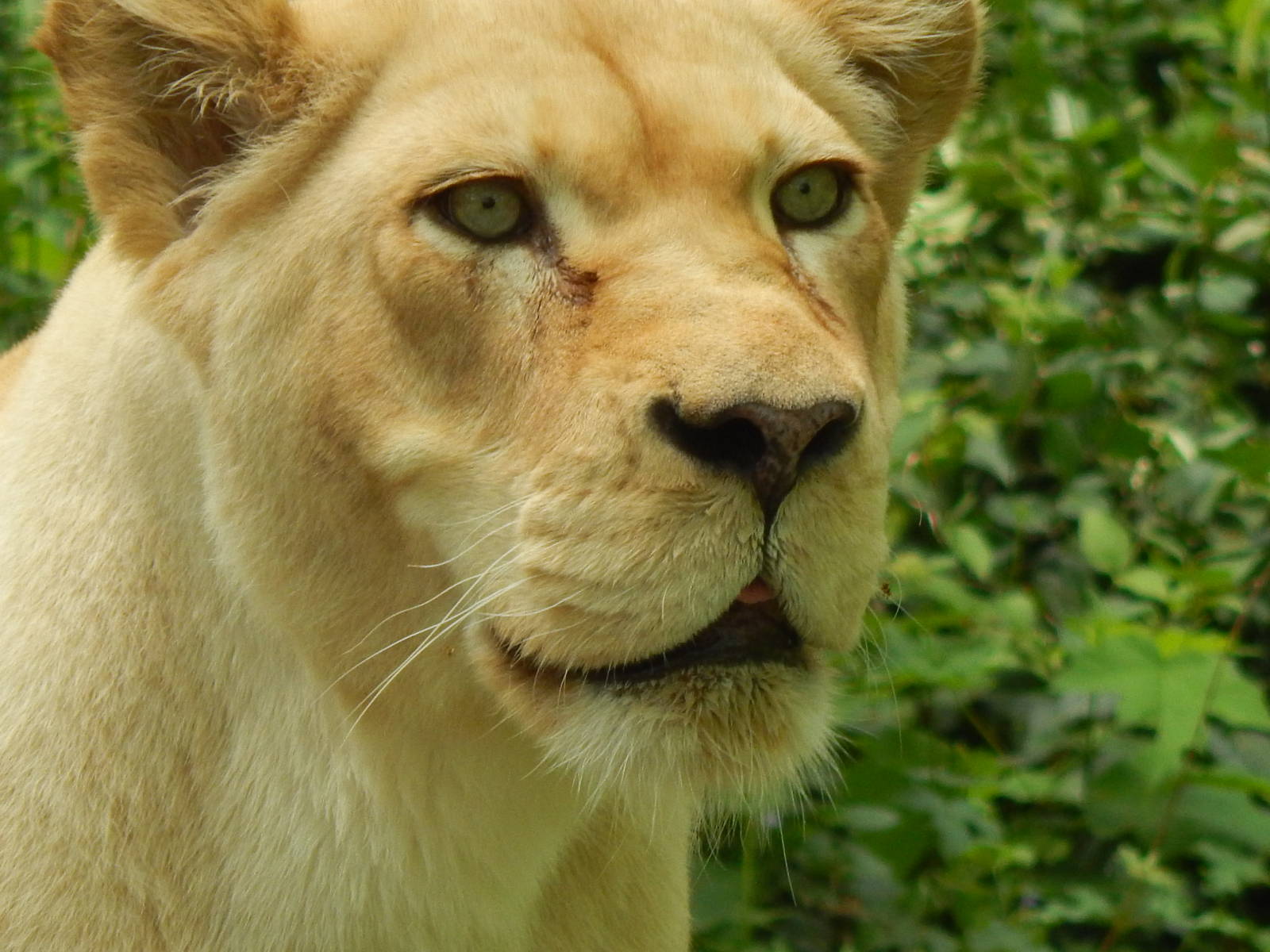 May. 2014 - White Lions of Timbavati - Prosperity