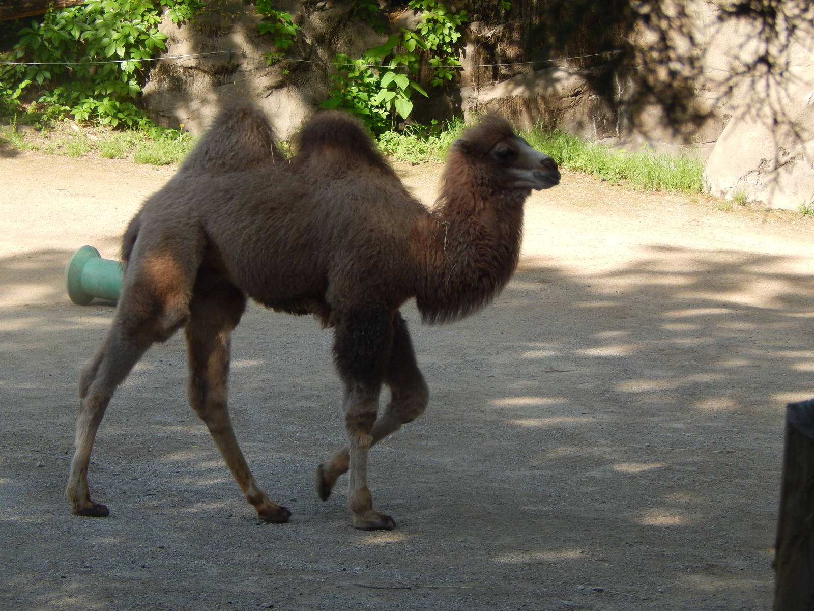 May. 2014 - Wildlife Canyon - Baby Jack