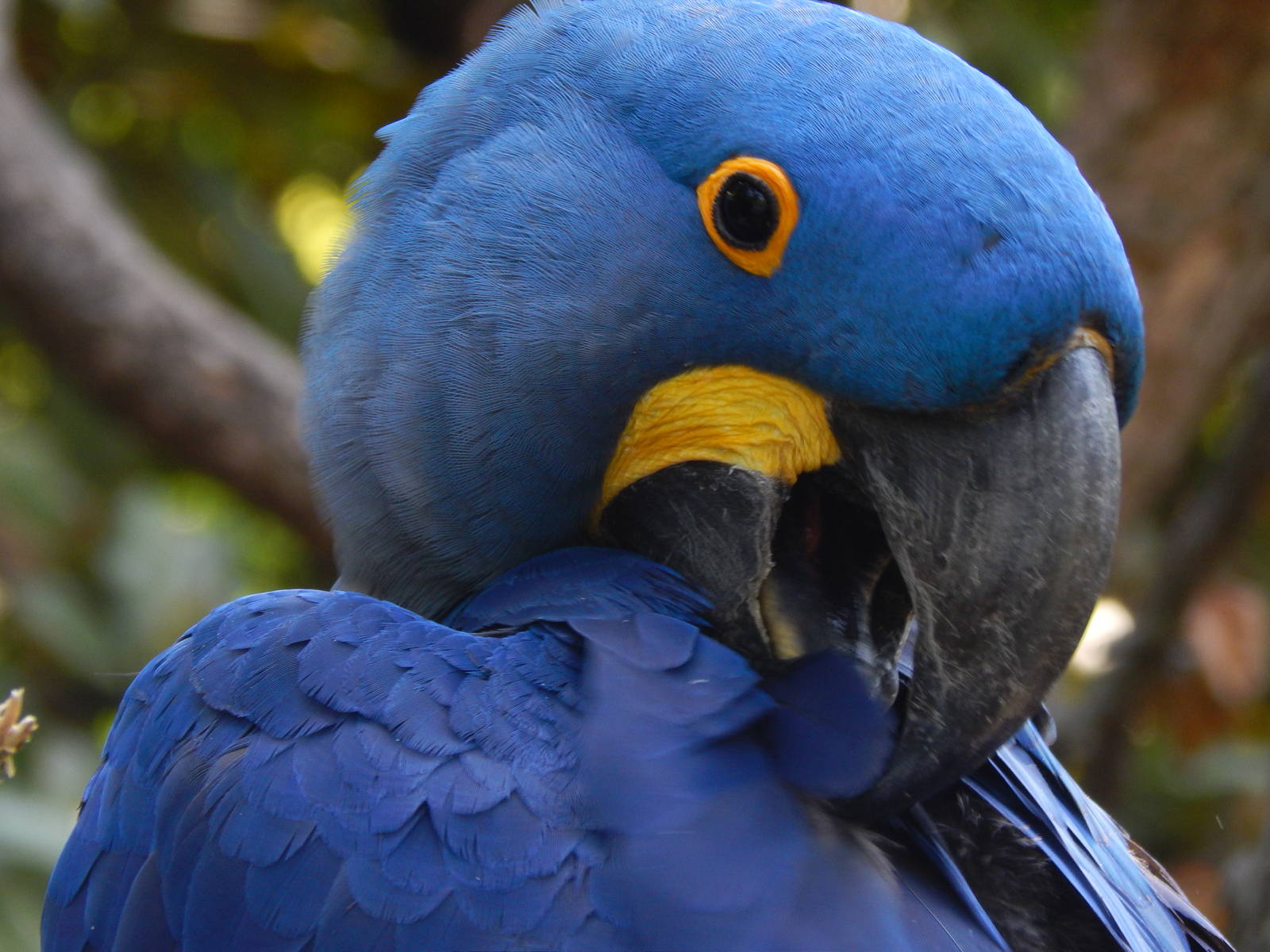 May. 2014 - Wings of the World - Azul