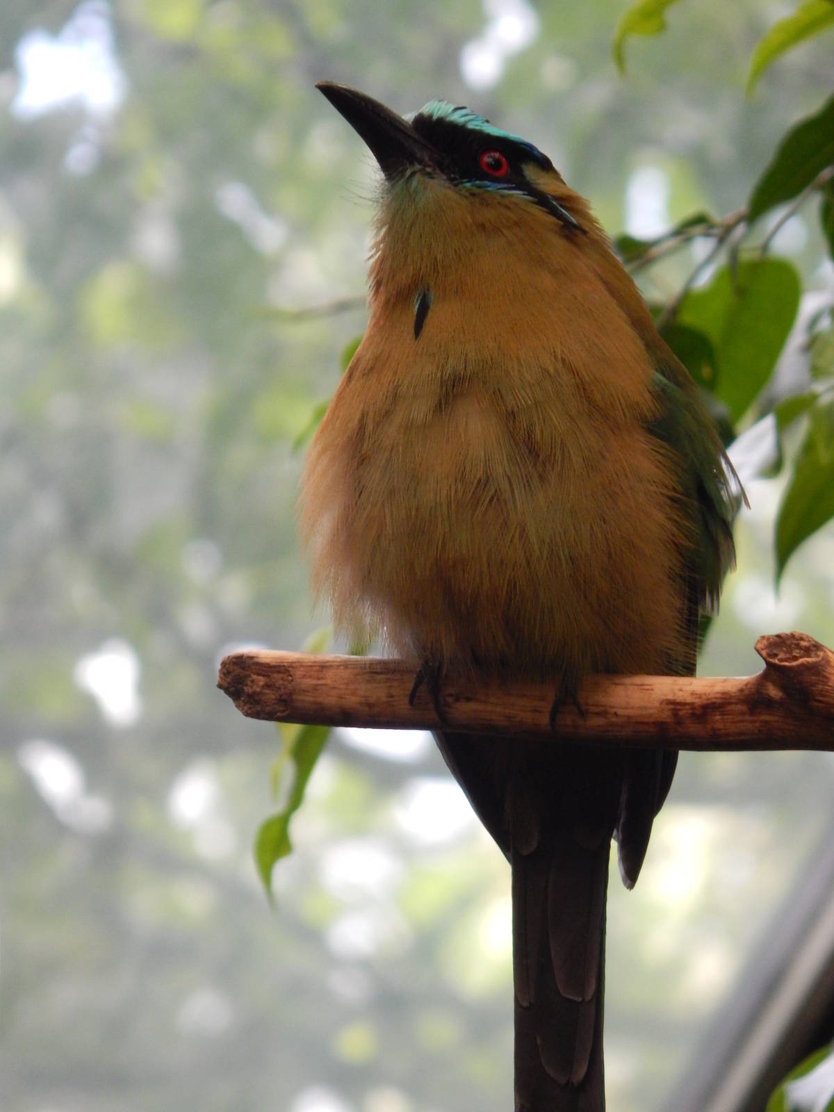 May. 2014 - Wings of the World - Blue-crowned Mot-Mot