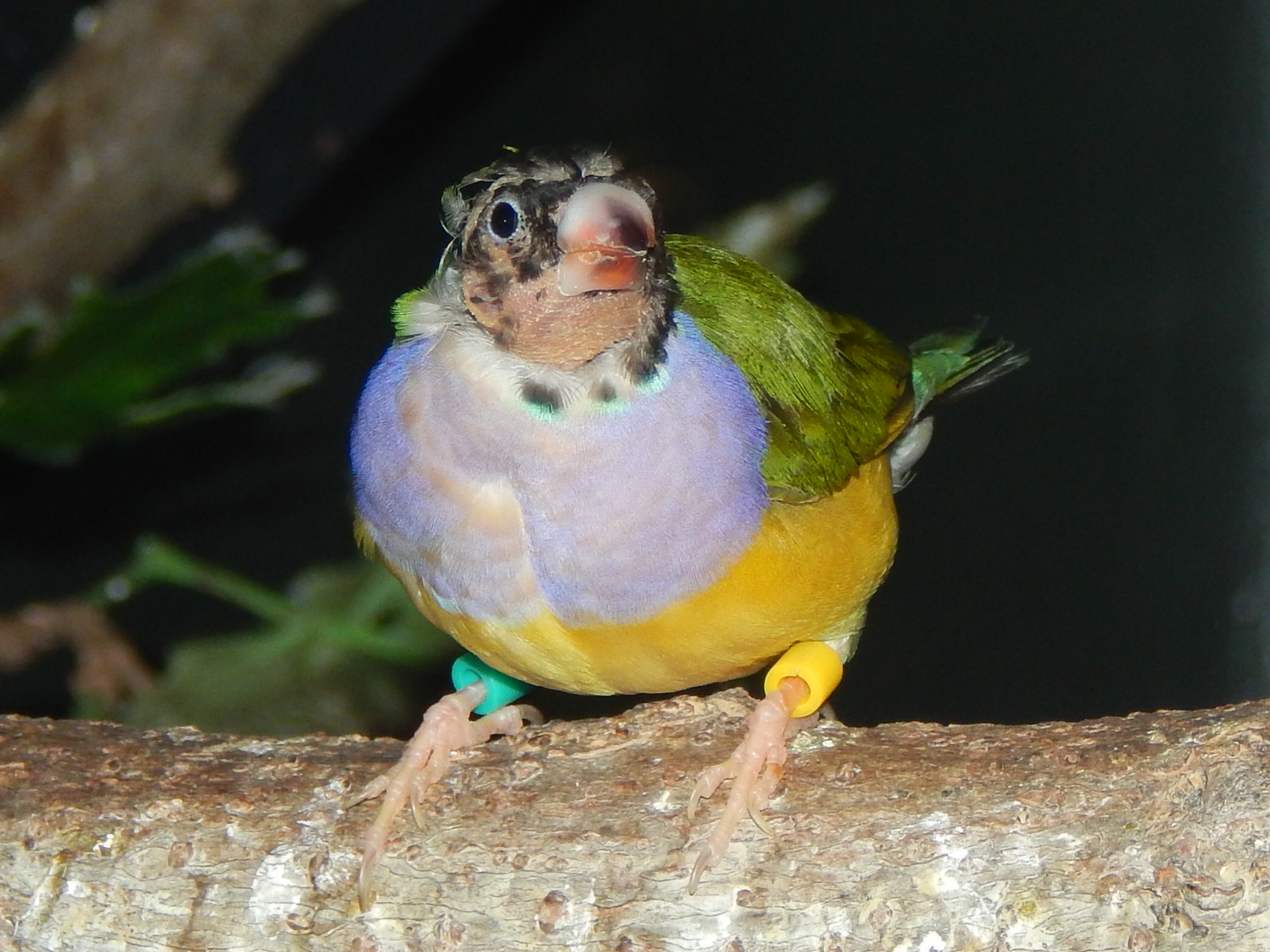 May. 2014 - Wings of the World - Gouldian Finch
