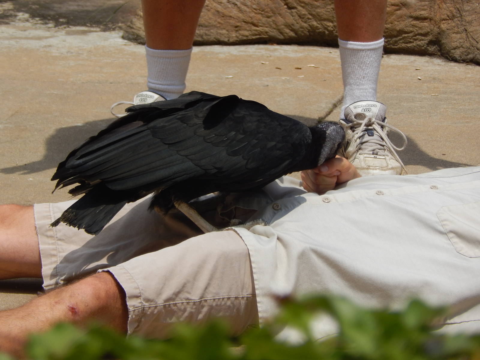 May. 2014 - Wings of Wonder Bird Show - Black Vulture Standing on a Particu